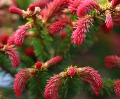 Опис і застосування їли Ридав