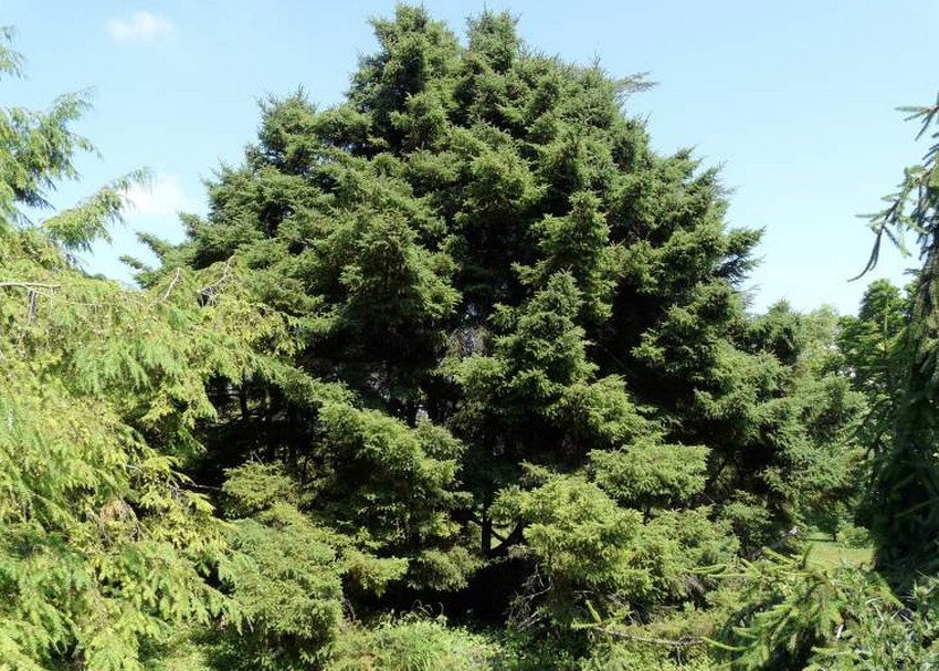 Ялина Doumetii Ялина Doumetii