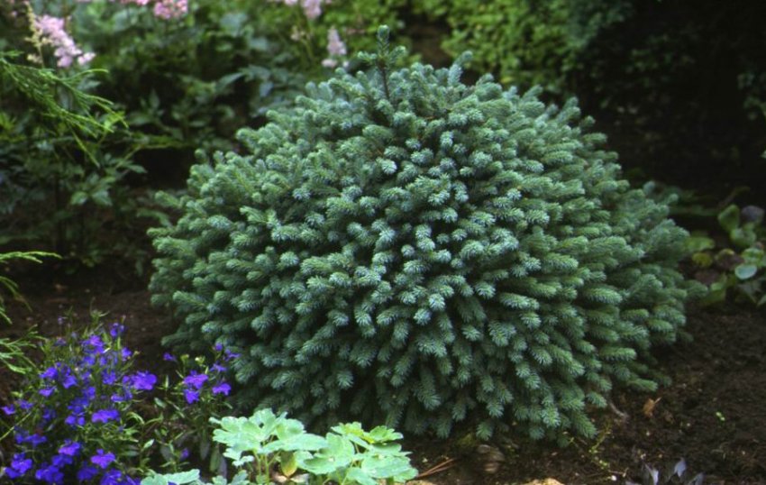 Ялина чорна Нана Ялина чорна Нана