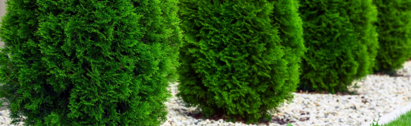 Можжевельник обыкновенный: как выглядит в саду, описание, хвойное или лиственное дерево, как цветёт и пахнет, его семейство и род, картинки, фото