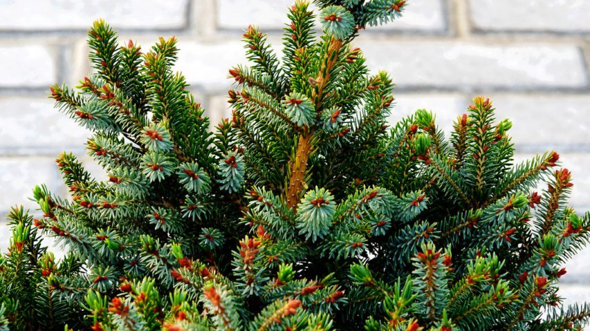 Ялина чорна Кобольд Ялина чорна Кобольд