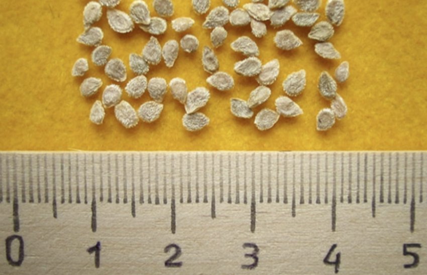 Насіння томатів Насіння томатів