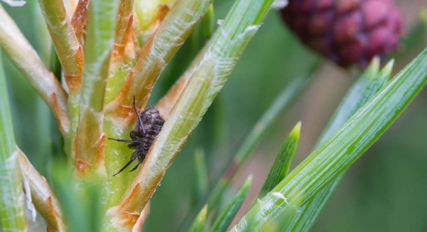 Ялинова попелиця Ялинова попелиця
