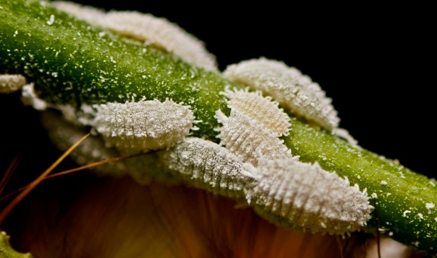 Хвойний червець Хвойний червець