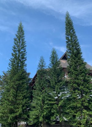 Чорна ялина в ландшафтному дизайні Чорна ялина в ландшафтному дизайні