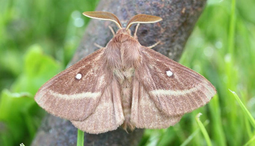 Коконопряд Коконопряд