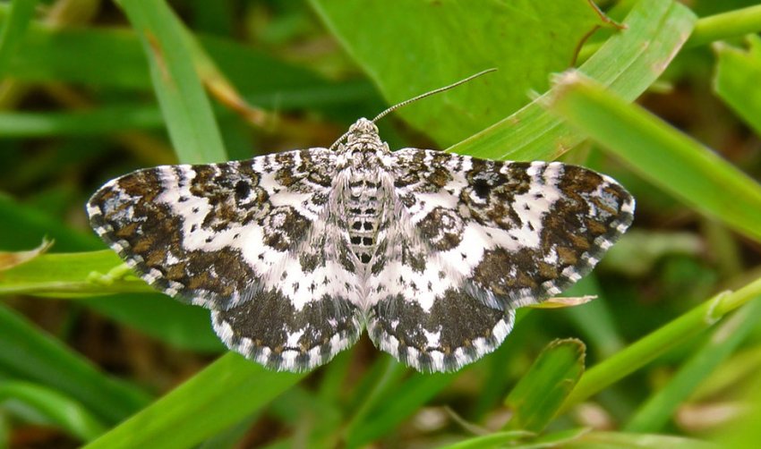 Пяденица Пяденица