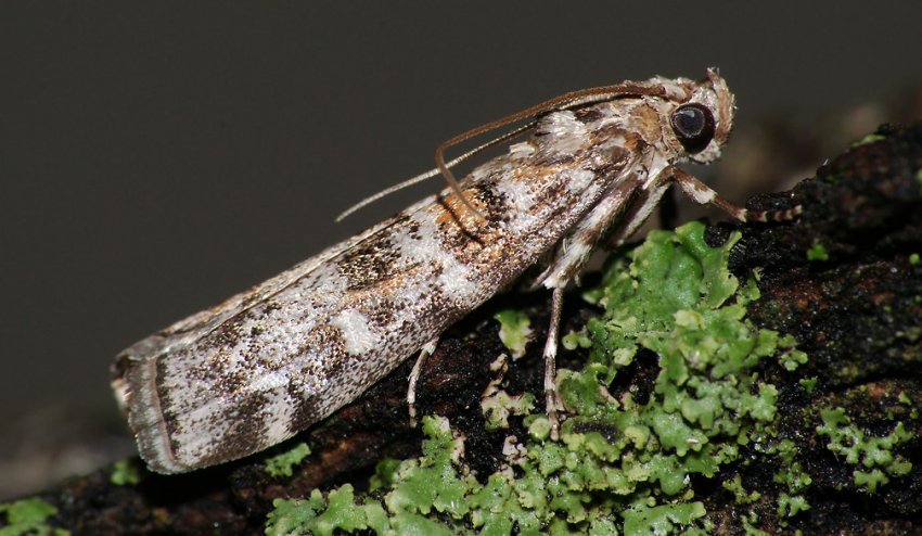 Огнівка ялинова Огнівка ялинова