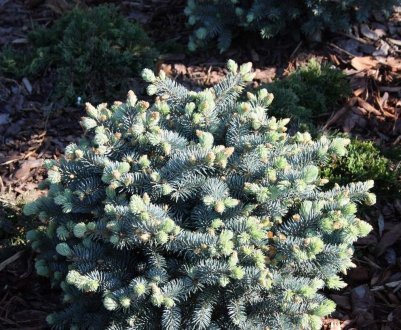 Опис ялини колючої Монтгомері