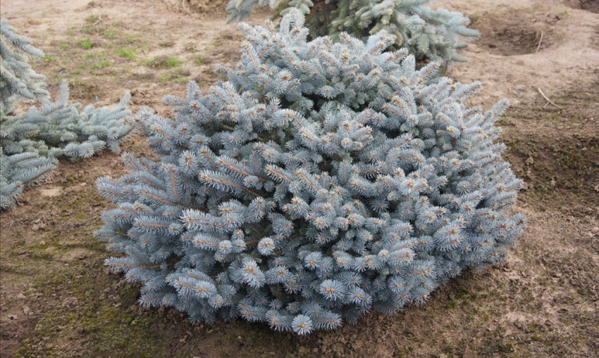 Блакитна ялина Монтгомері Блакитна ялина Монтгомері