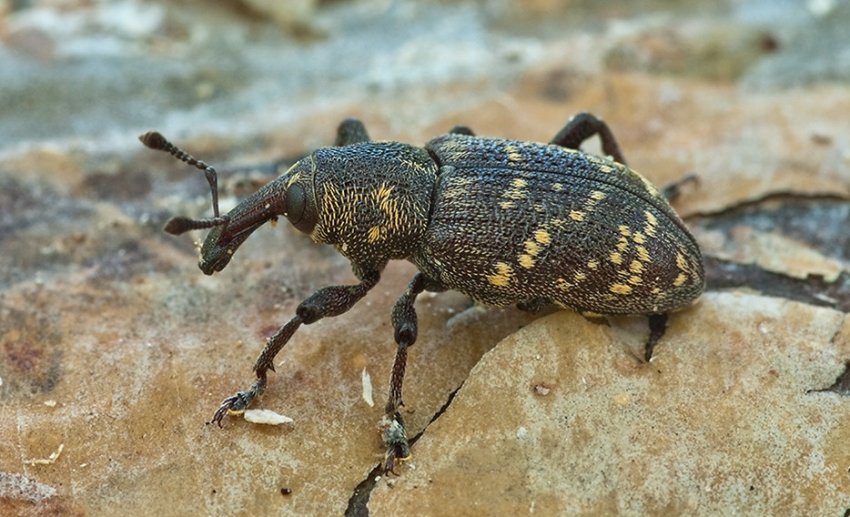 Довгоносик Довгоносик