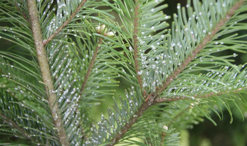 Ялицево-ялиновий і гермес Ялицево-ялиновий і гермес