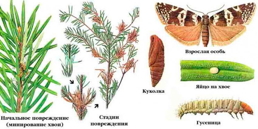 Листовійка Листовійка