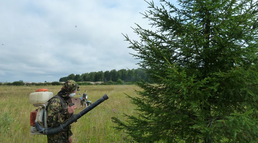 Обприскування їли Обприскування їли