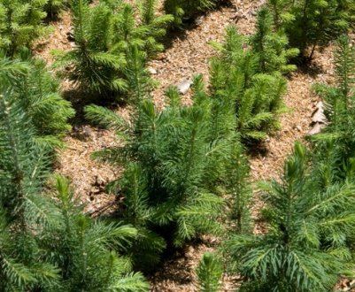 Ялина в домашніх умовах