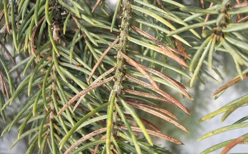 Ризосфериоз їли Ризосфериоз їли