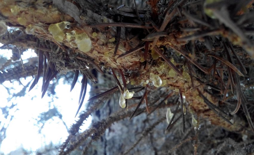 Бактеріальна водянка їли Бактеріальна водянка їли