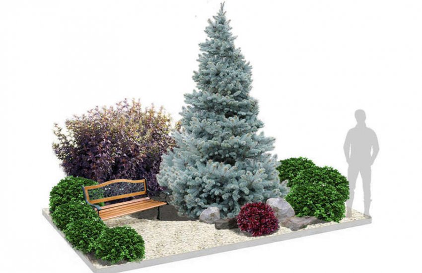 Схема композиції з блакитний ялиною Схема композиції з блакитний ялиною