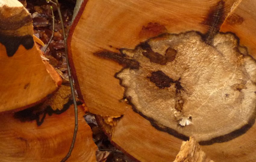 Строката ядрова гниль коренів і стовбурів Строката ядрова гниль коренів і стовбурів