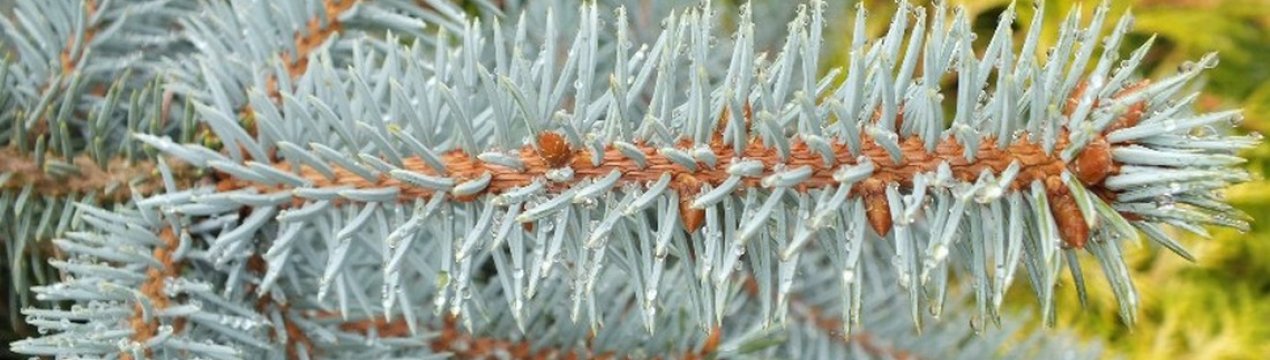 Ель эрих фрам описание и фото