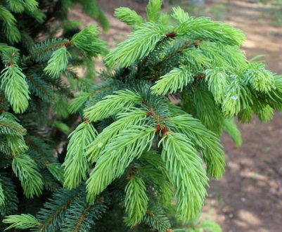 Скільки часу живе ялина