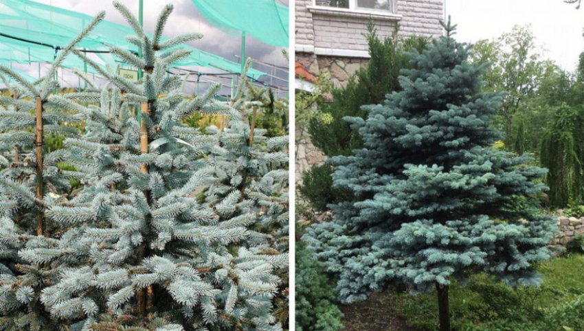 Ялина Еріх Фрам