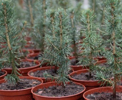 Що потрібно для вирощування їли в горщику