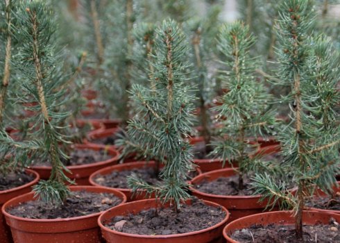 Що потрібно для вирощування їли в горщику