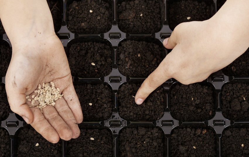 Посів насіння томатів Посів насіння томатів