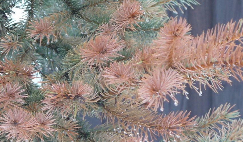 Фузаріоз їли Фузаріоз їли