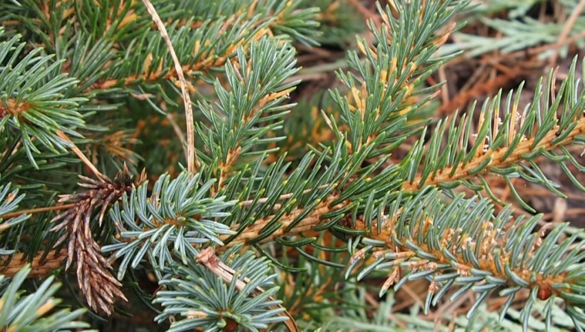 Іржа їли Іржа їли