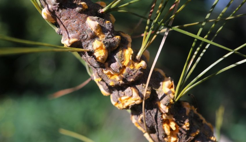 Жовта соснова іржа на ялині Жовта соснова іржа на ялині
