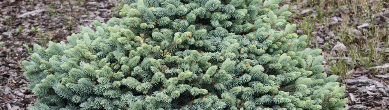 Опис їли Глаука Компакта, її посадка і догляд