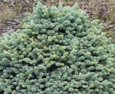 Опис їли Глаука Компакта, її посадка і догляд