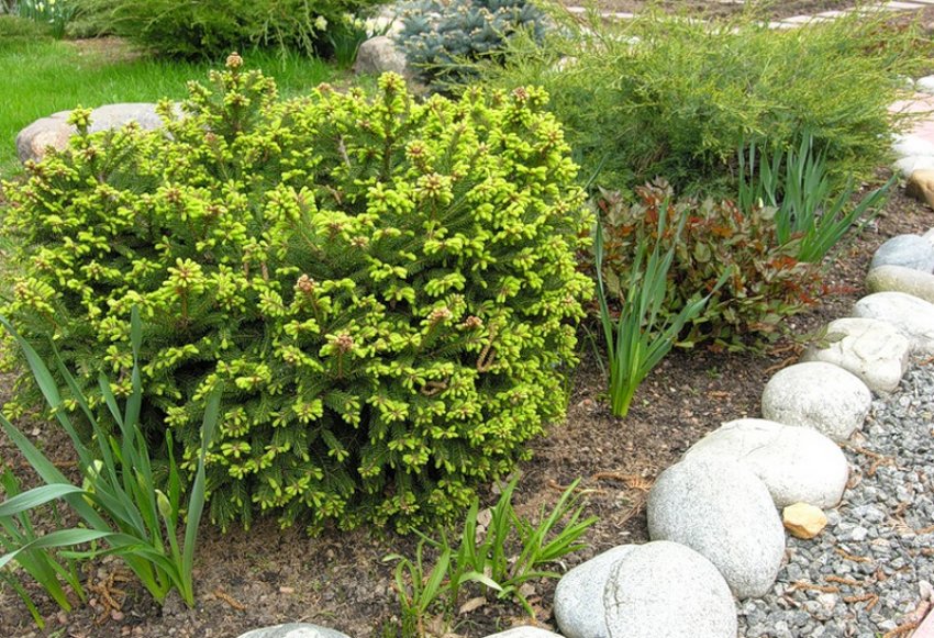 Ялина звичайна Баррі