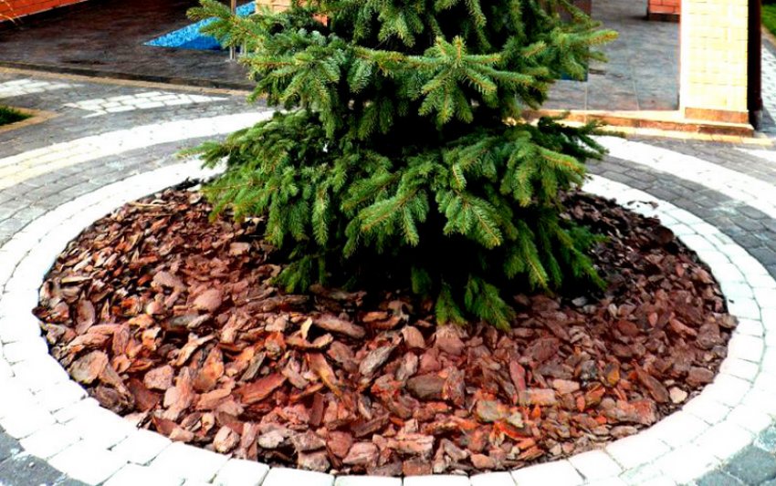 Мульчування їли