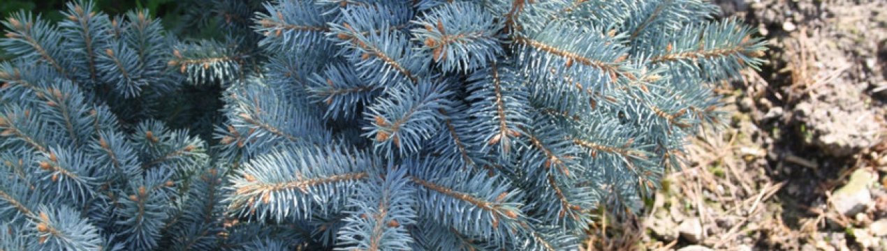 Опис ялини колючої Маджестік Блю, її посадка і догляд