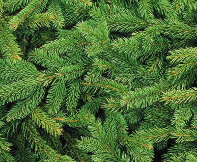 Чим може бути корисна ялина