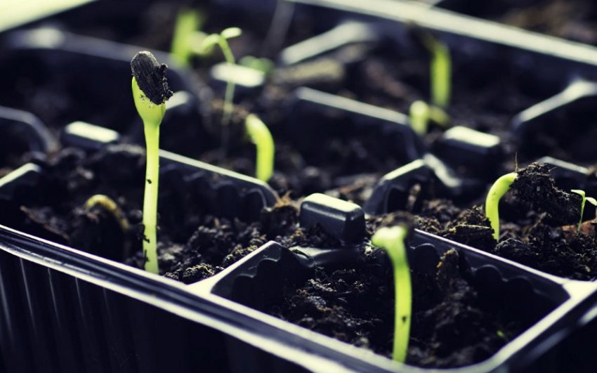 Сходи томатів Сходи томатів