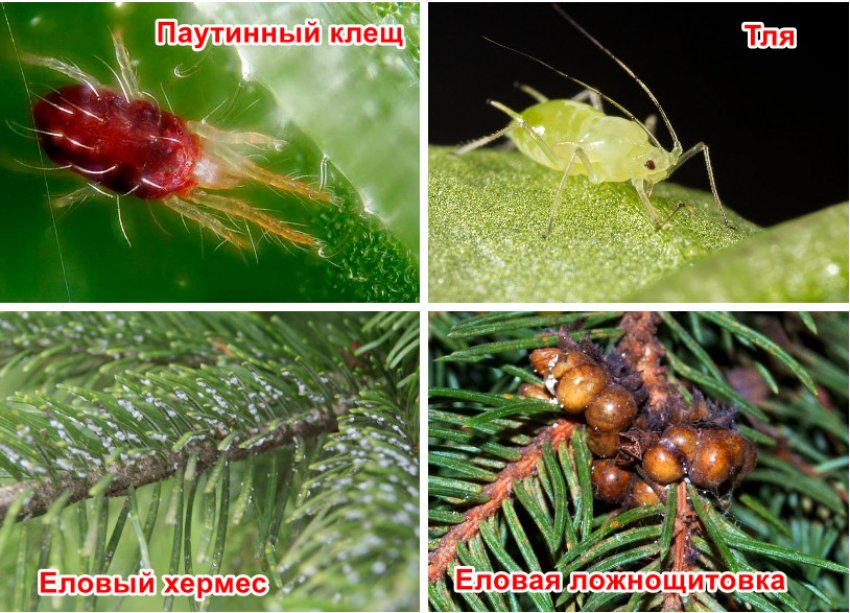 Шкідники Шкідники