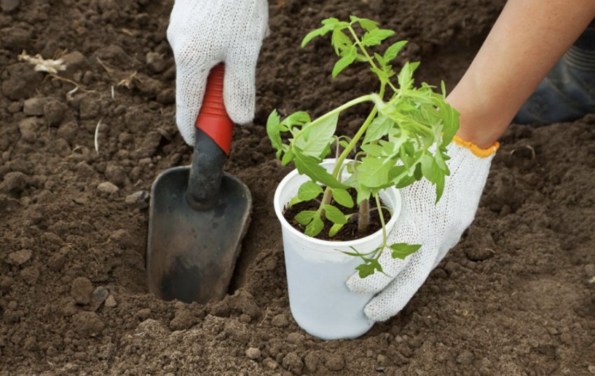 Висадка розсади томатів у грунт Висадка розсади томатів у грунт
