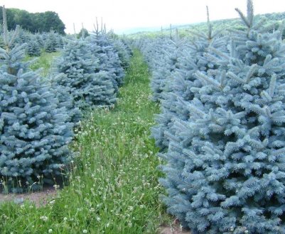 Особливості росту блакитний їли