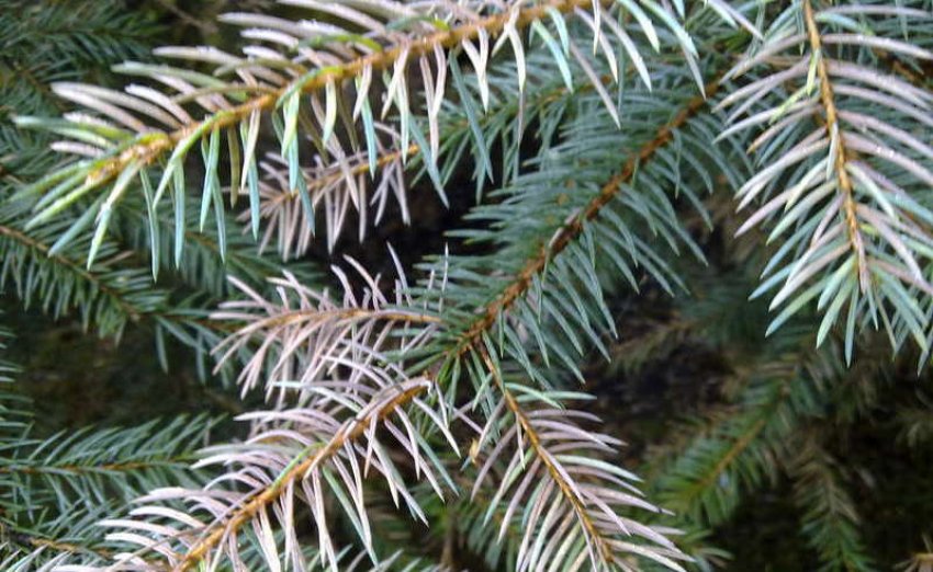 Шютт сніжне