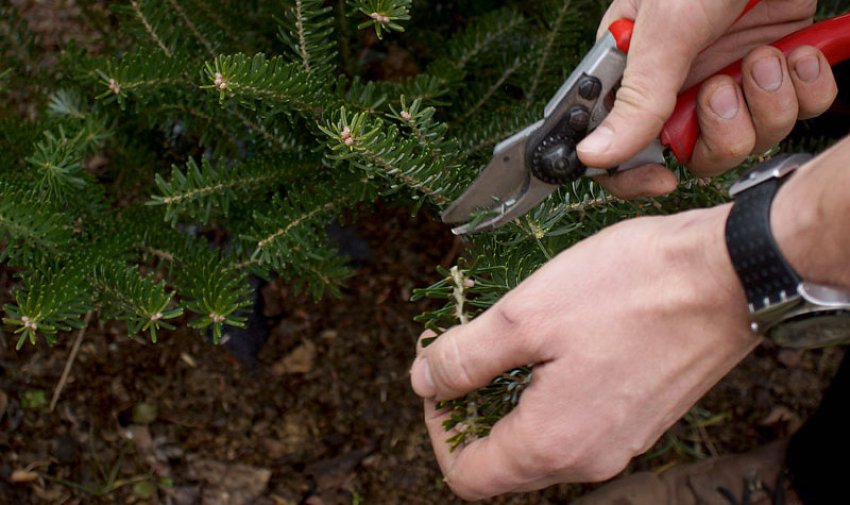 Обрізка уражених попелиць гілок ялини