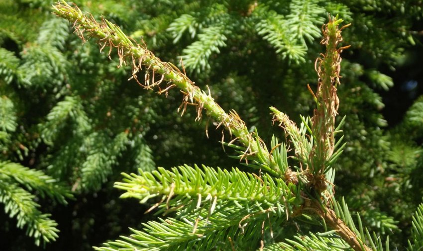 Пошкоджена шкідниками хвоя ялини