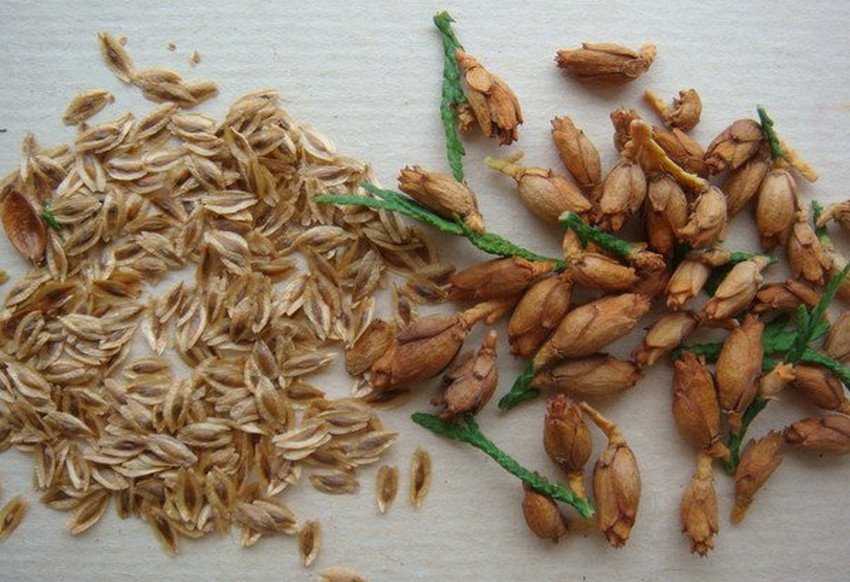 Розмноження туї насінням