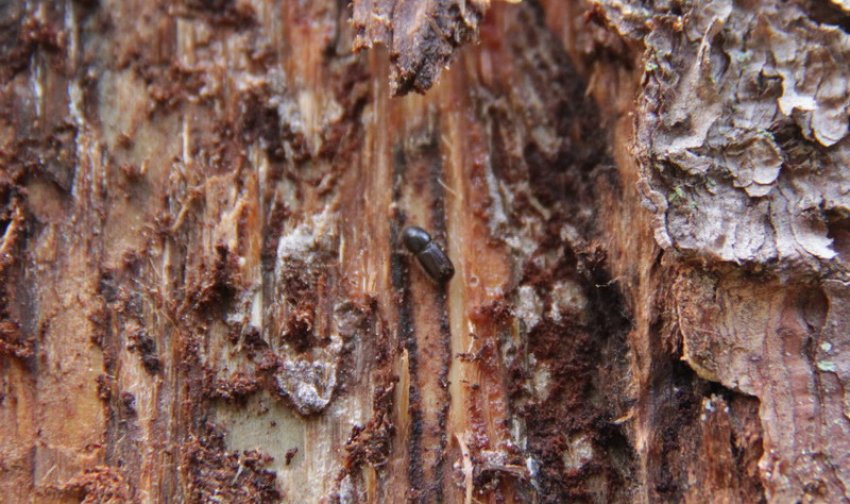 Короїд-типограф на ялині