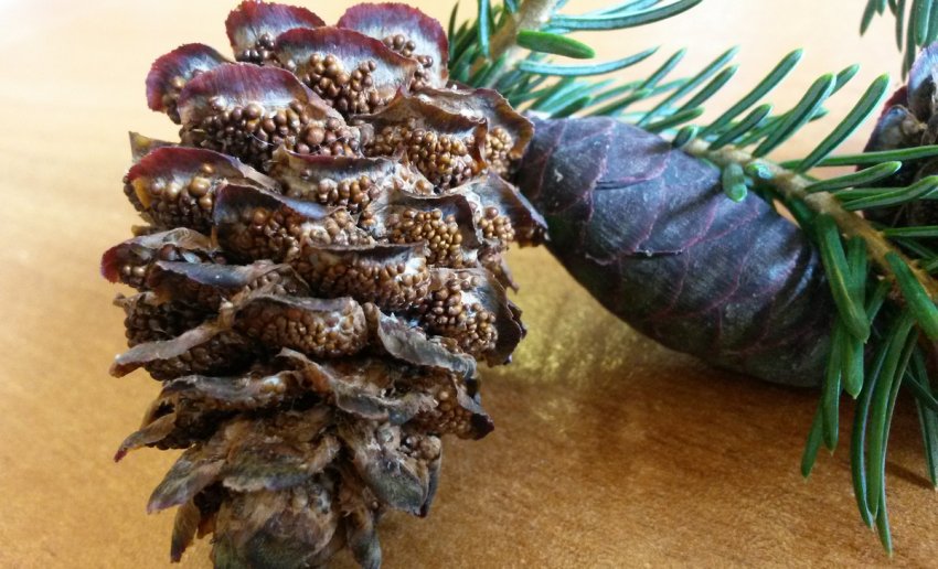 Іржа шишок ялини