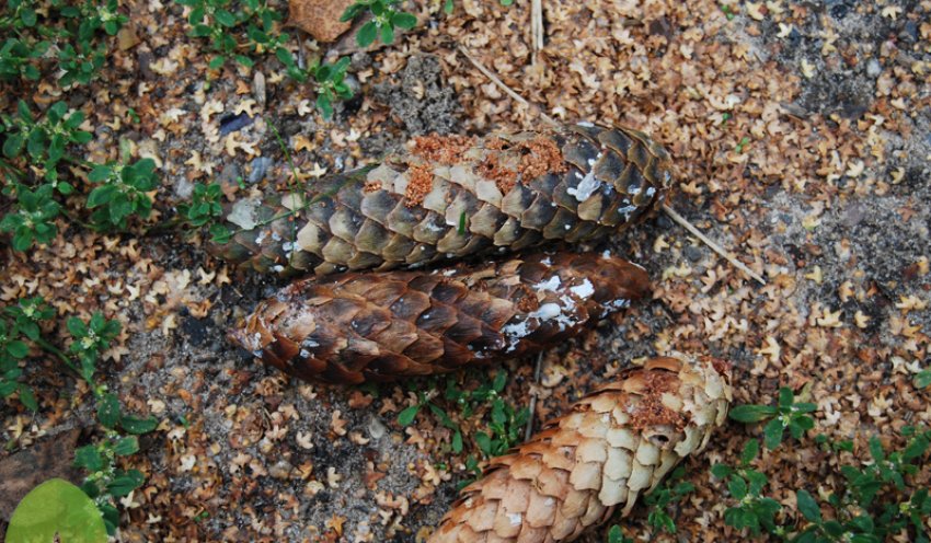 Пошкоджені шкідниками шишки