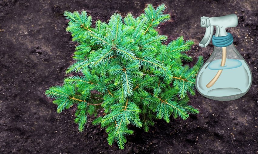 Обприскування ялин розчином від попелиці та мурах